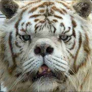 Meet your Posher, Connor